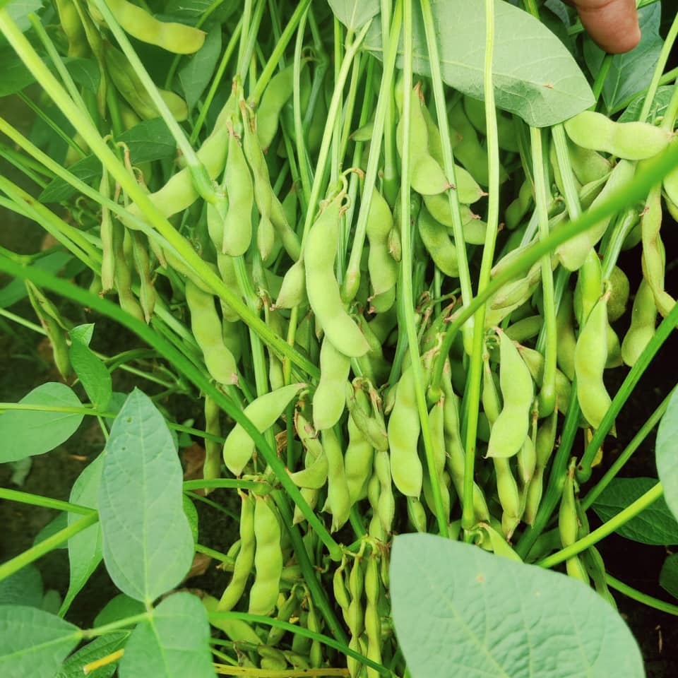 soybean