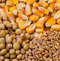 Agricultural-Seeds-small-1