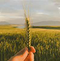 Sanyuga Agro Producer Company Limited